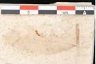 Foto (Detailansicht) von Sideroxylon hepios Unger (NHMW-GEO-2024-0188-8160)